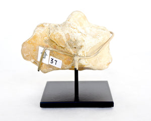 Zoomorphic S. English Handaxe #1